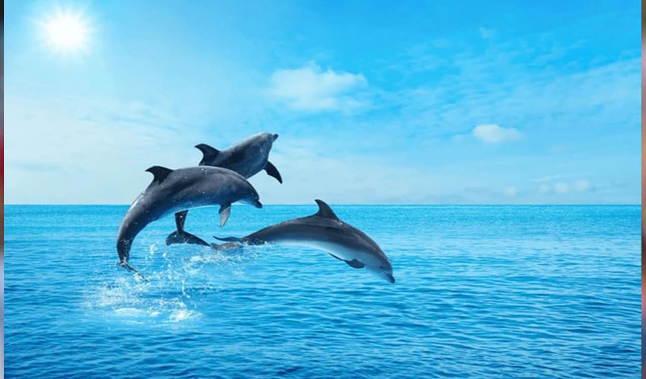 DOLPHIN 2 DOLPHIN